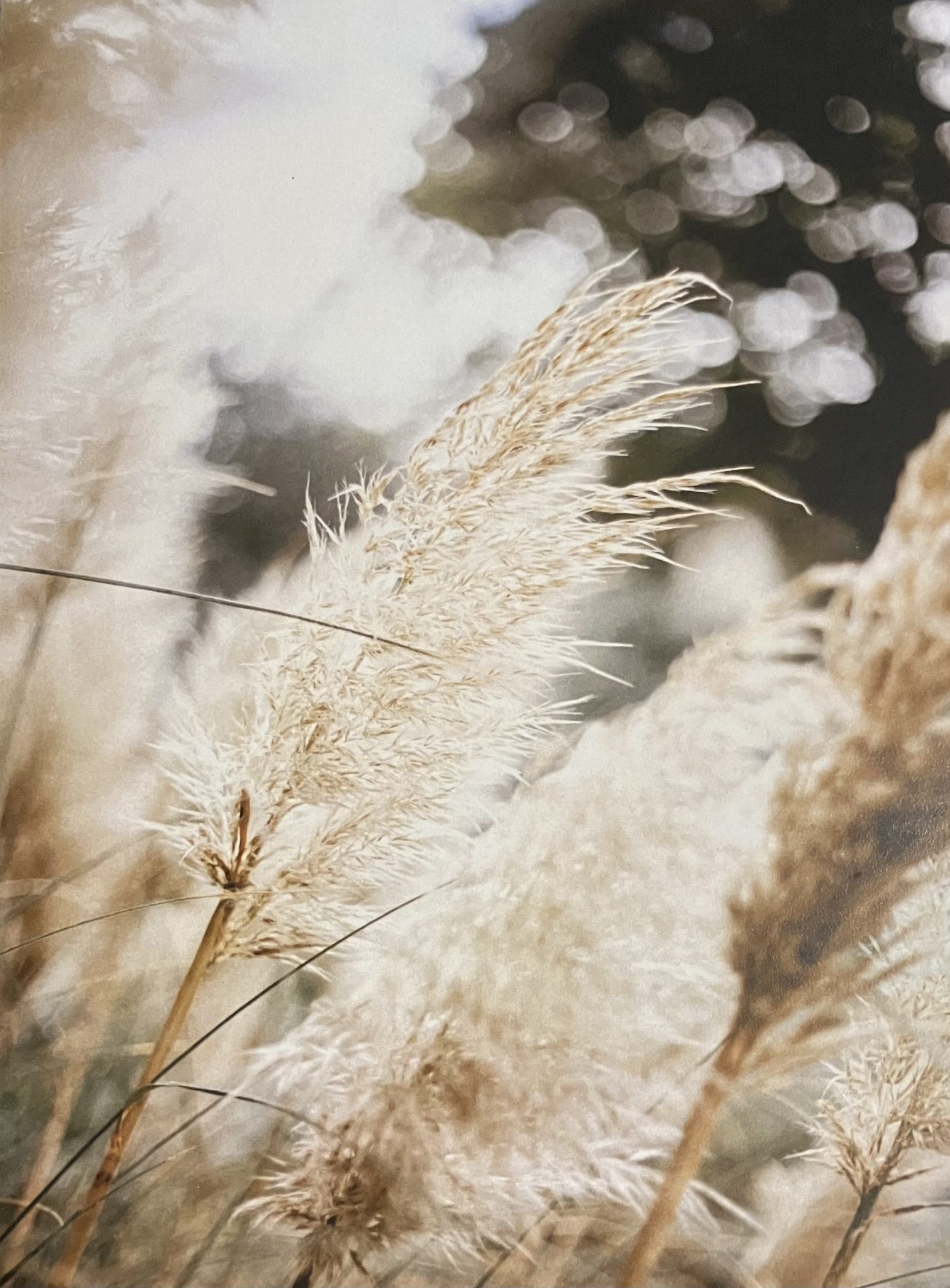 Overlijden Annette Melgers